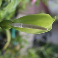 Alocasia sanderiana W.Bull